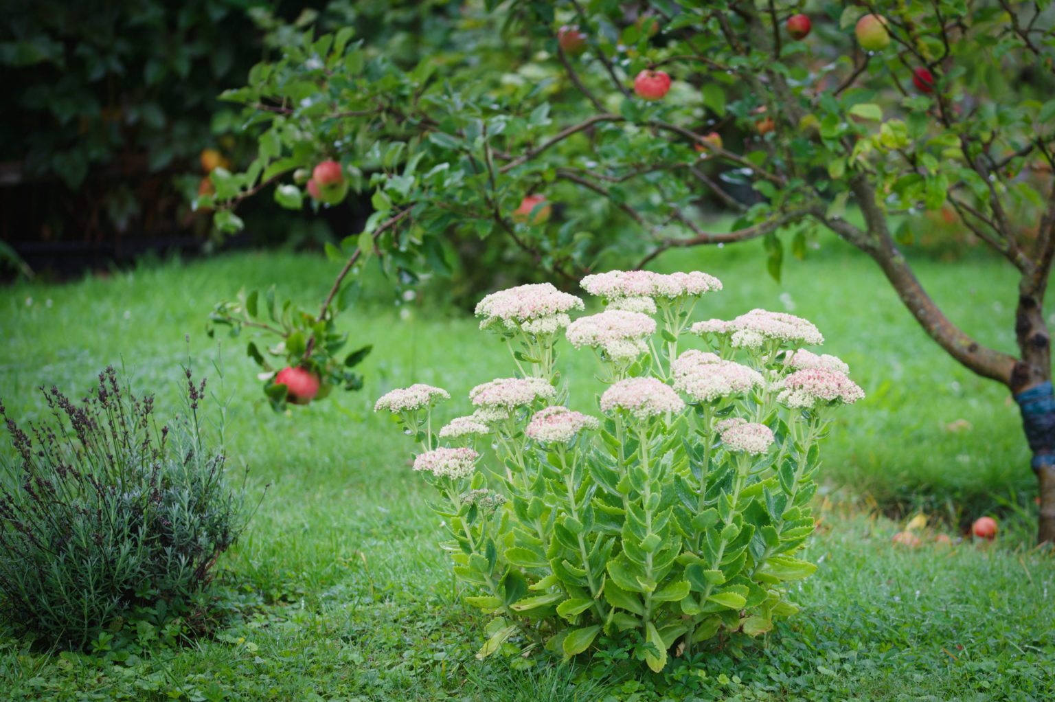 Im Garten Archive