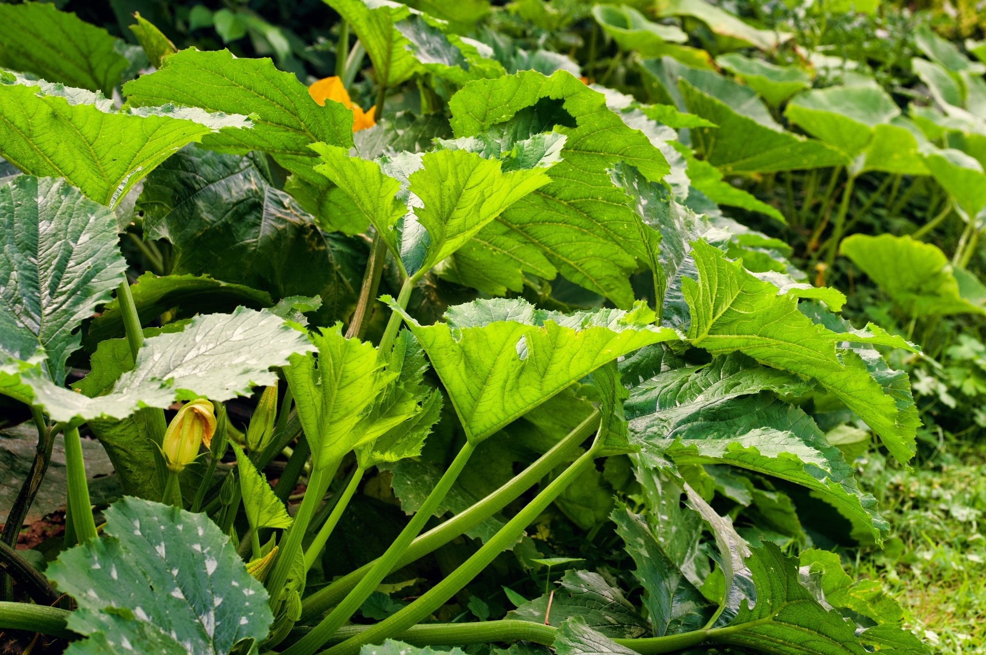 Liebe, Hass und Lügen – Mit der Zucchini durch das Jahr