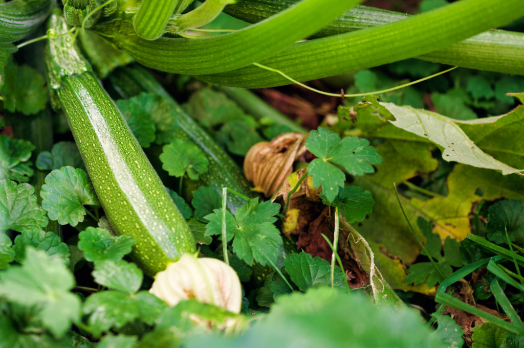 Da ist die Welt noch in Ordnung: Die ersten Zucchini wachsen an den Pflanzen.