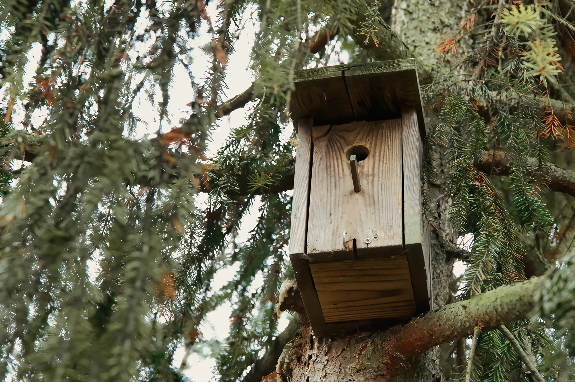 Vogelhaus säubern – Ja oder nein?