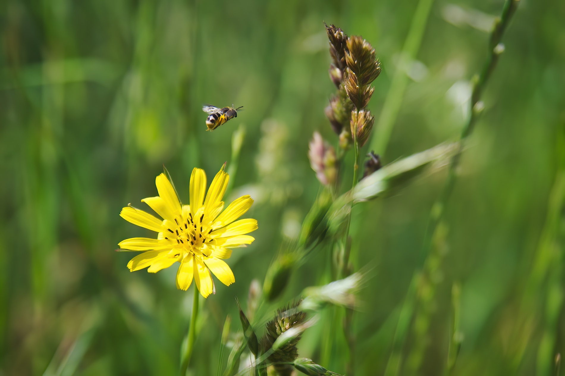 Die Nistwand – einfache Nisthilfe aus Lehm für Wildbienen selber bauen