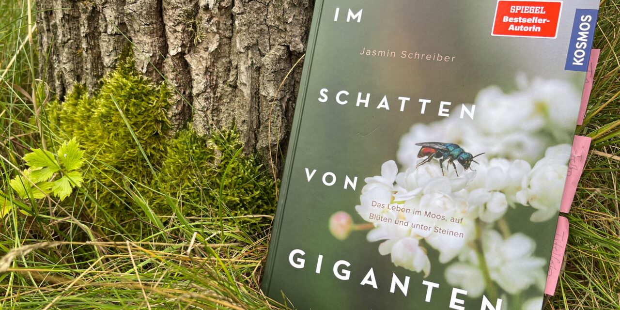 Jasmin Schreiber – Im Schatten von Giganten