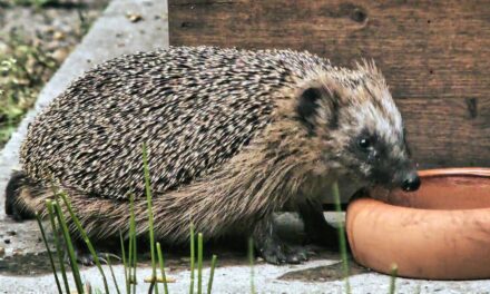 Die Mä(h)r vom veganen Mähroboter