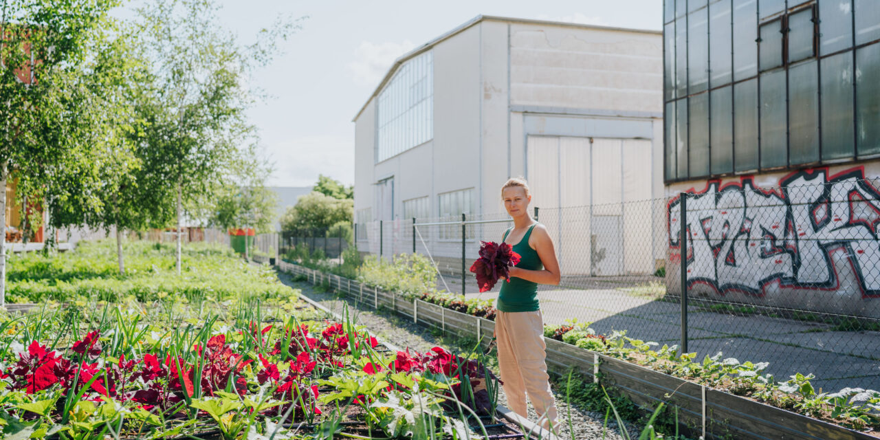 DGMNO #64: Dachgemüse – Wie hoch wollt ihr hinaus?