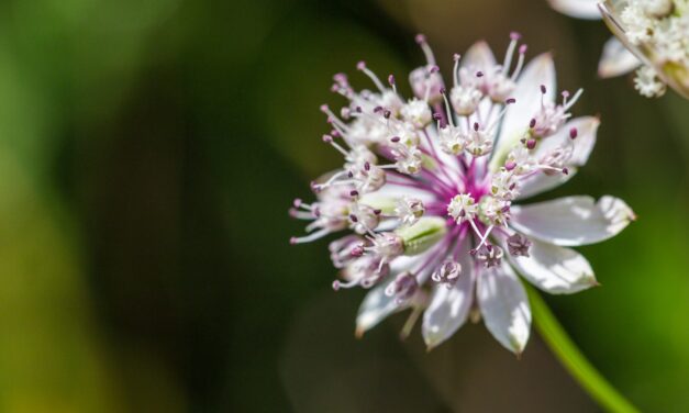 DGMNO 71: REFUGIA – Wie finden alle ihren Platz?