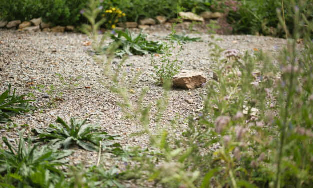 Das Magerbeet – Der gute Schottergarten