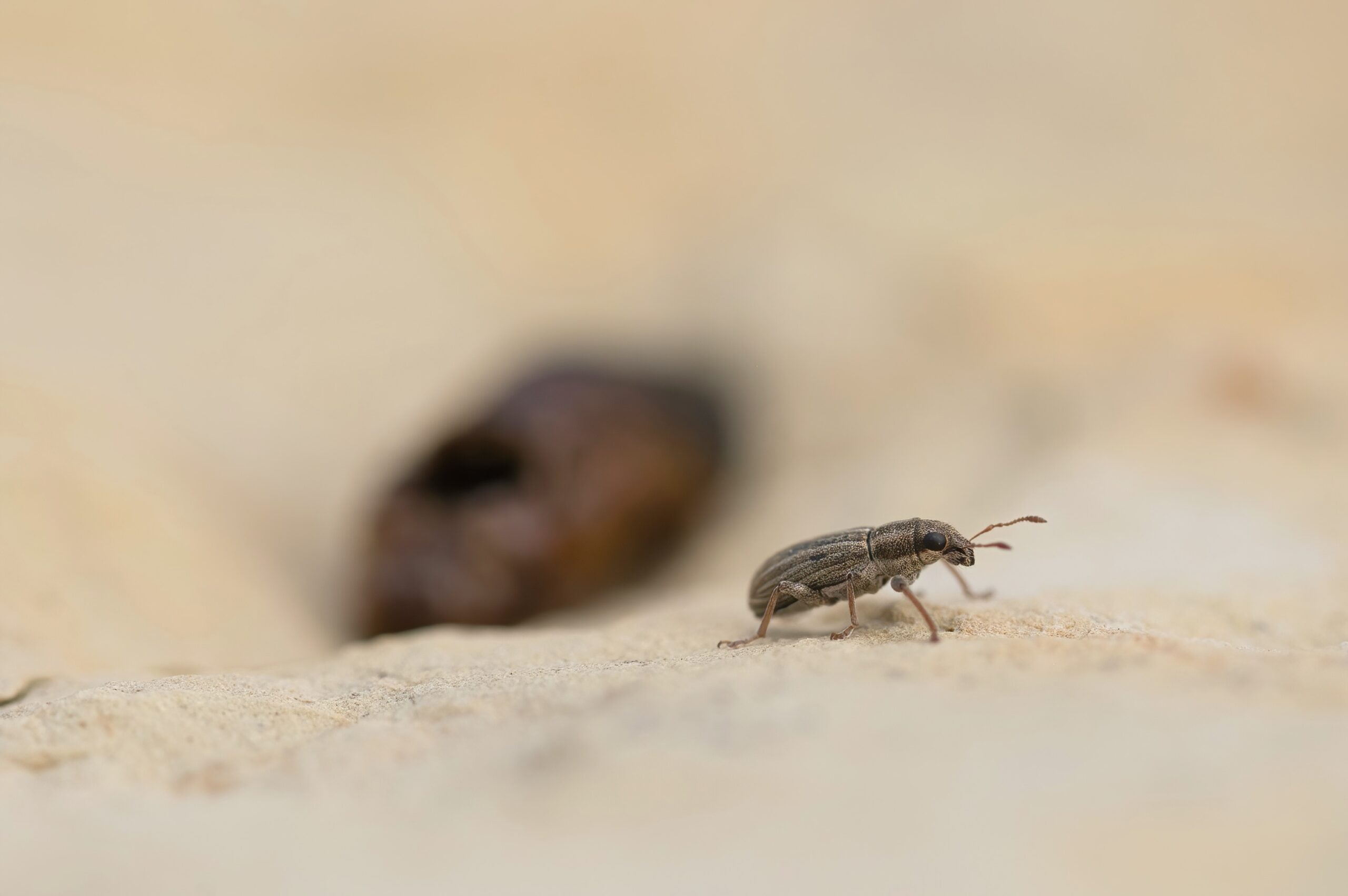 Der Käfer von der Seite. Im Hintergrund kann man noch die Puppe erahnen