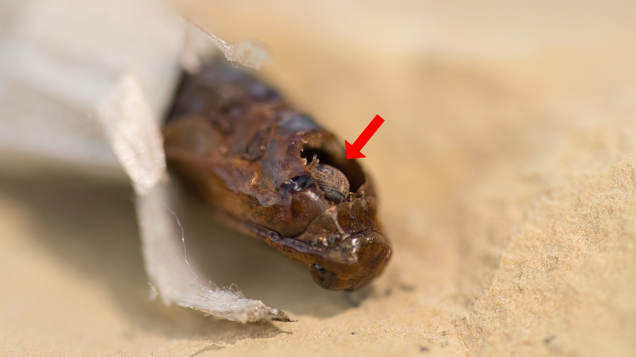Die Puppe in ihrem Kokon. Aus dem Loch in der Puppe schaut ein grauer Teil eines Insekts