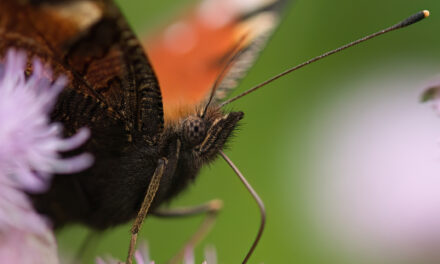 Falter oder Schmetterling?